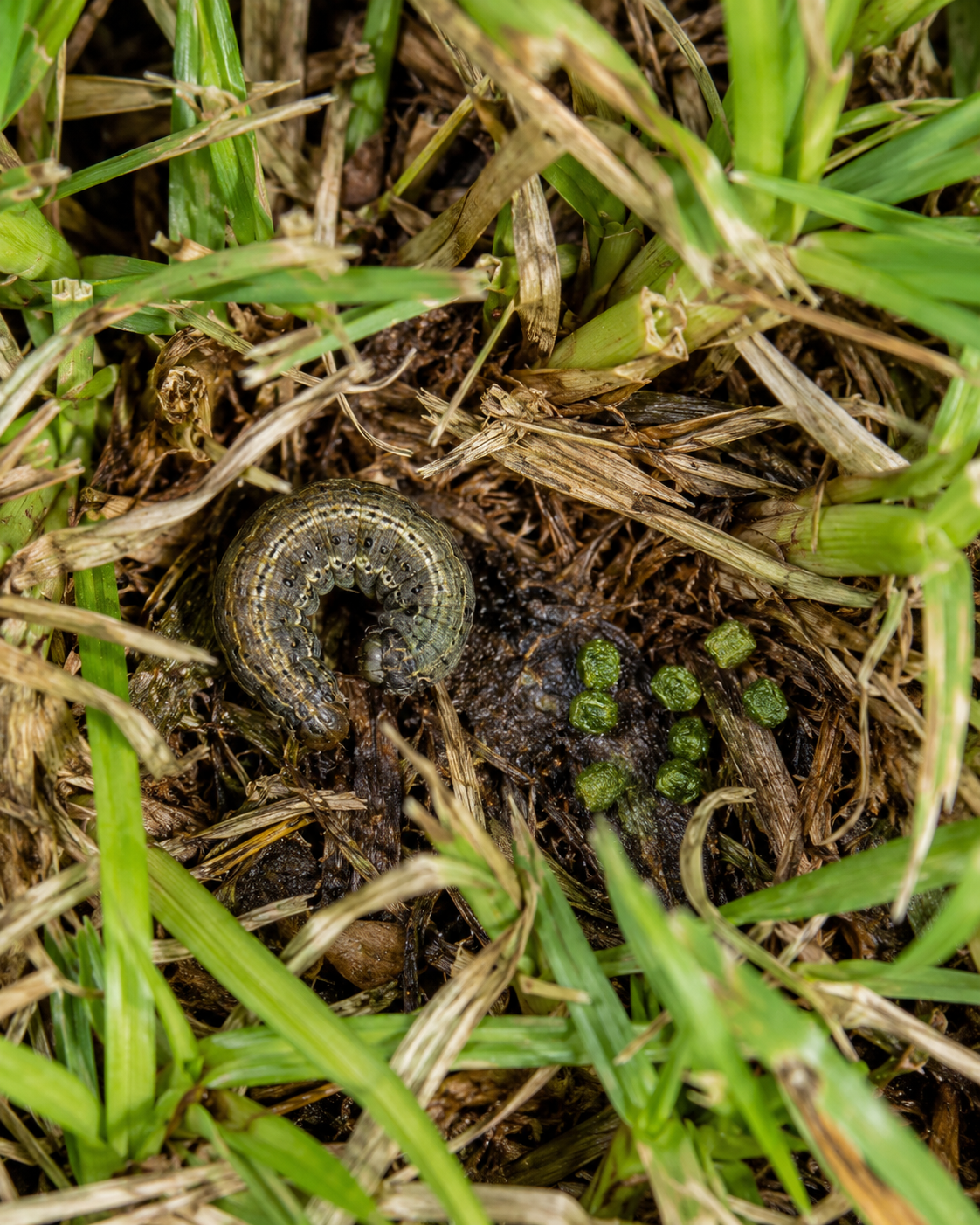 Tropical sod webworm larva in the turf canopy of St. Augustinegrass