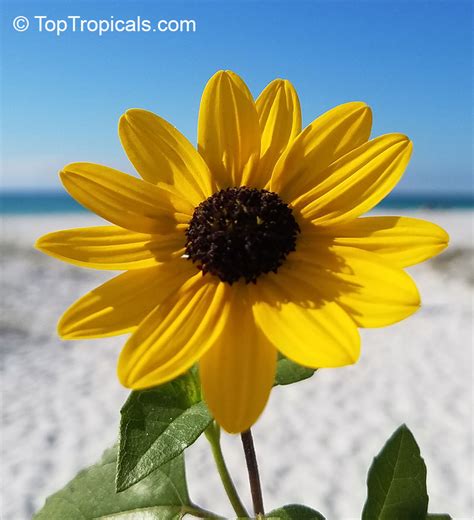 Dune Sunflower field example 3