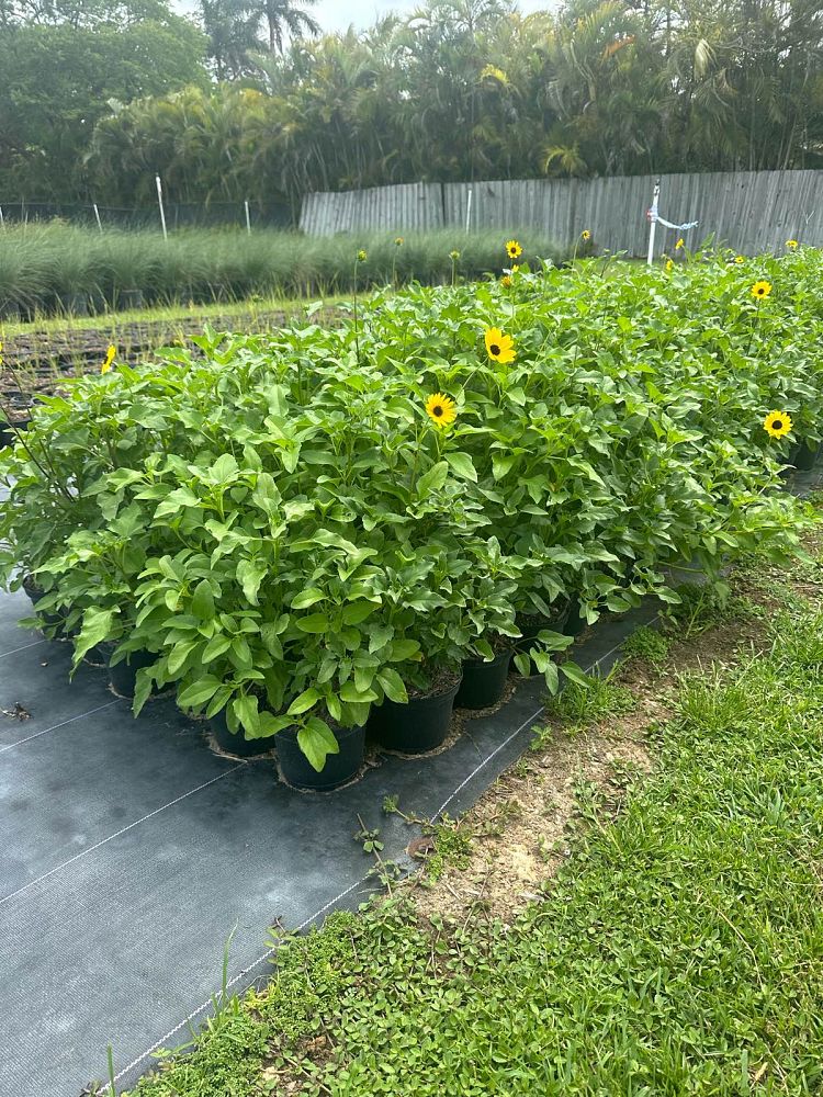 Dune Sunflower field example 2