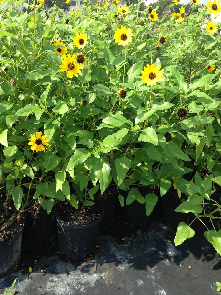 Dune Sunflower landscape example