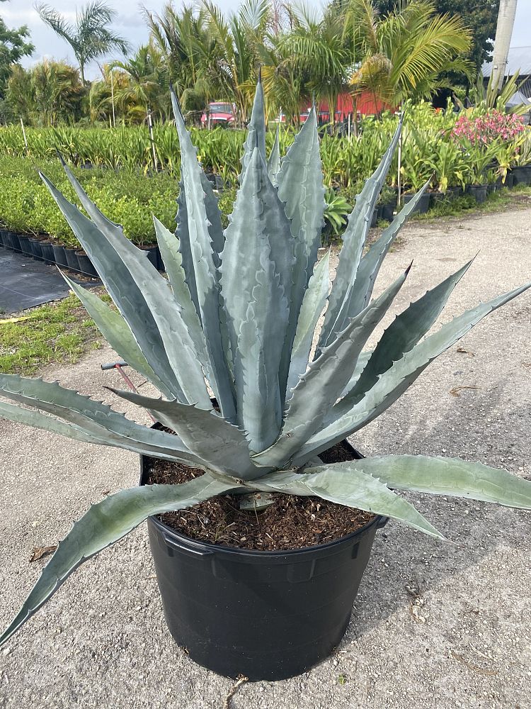 Blue Agave
