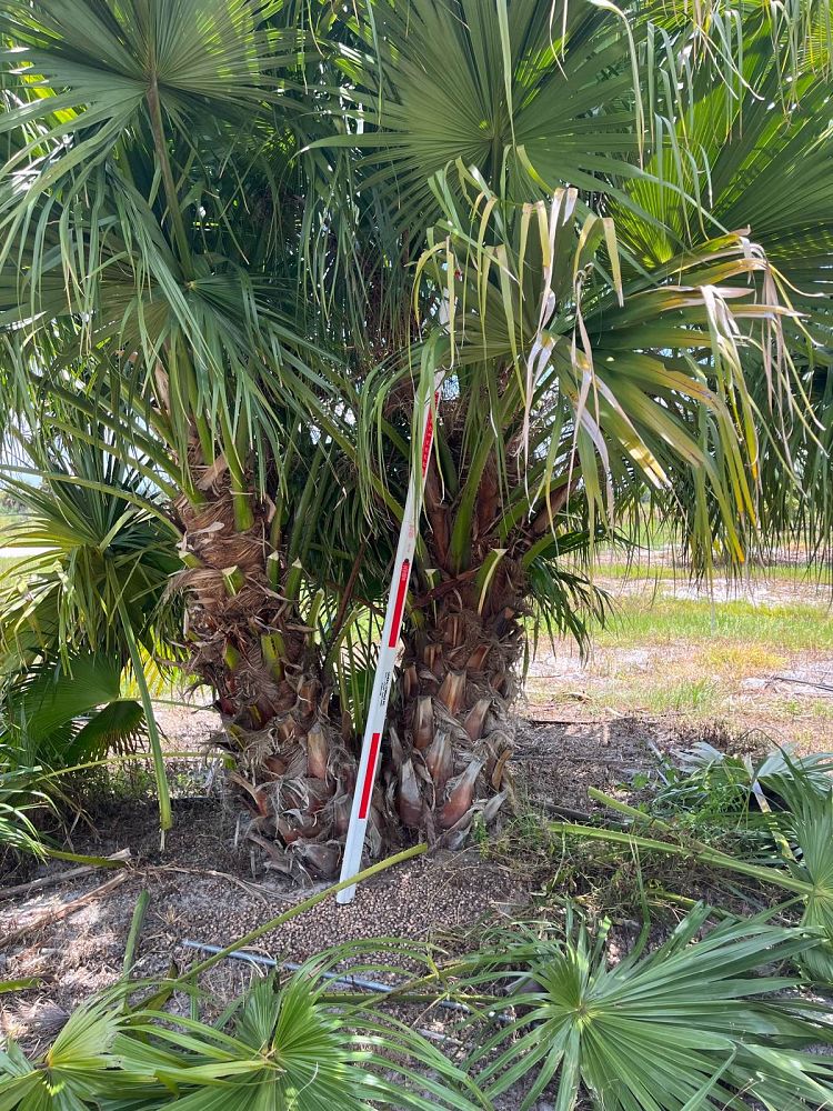 Chinese Fan Palm field example 3
