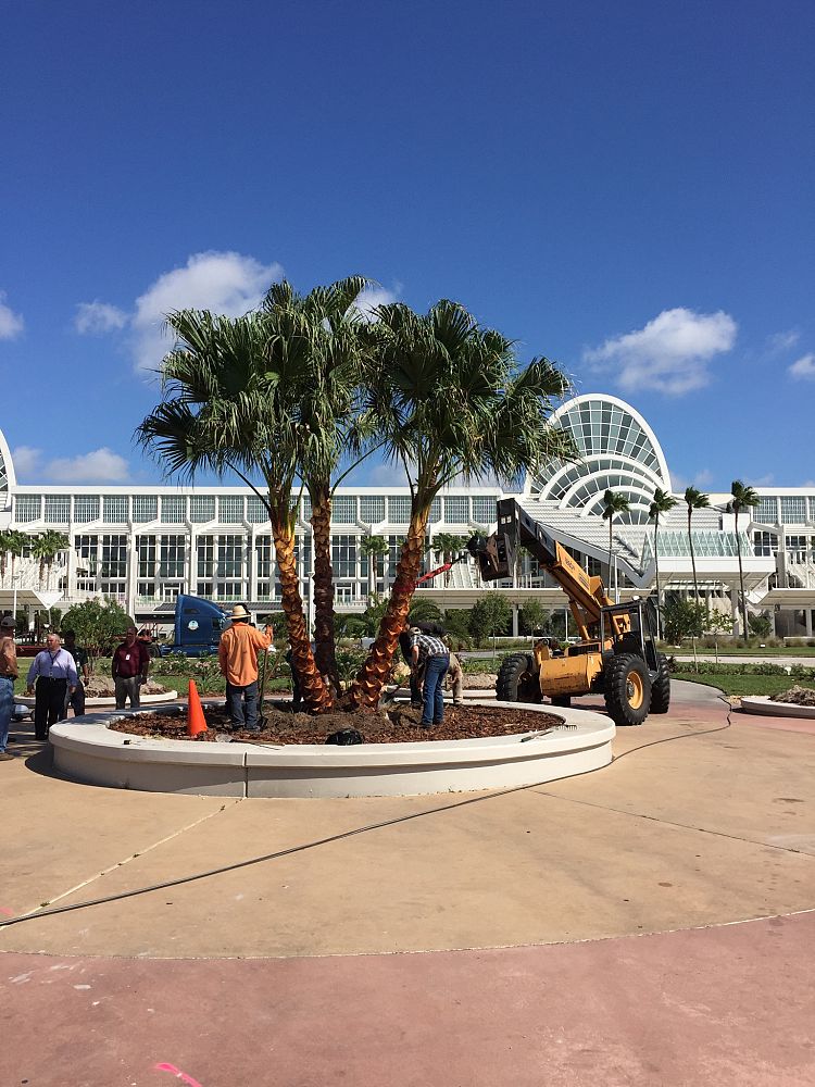 Chinese Fan Palm field example 1