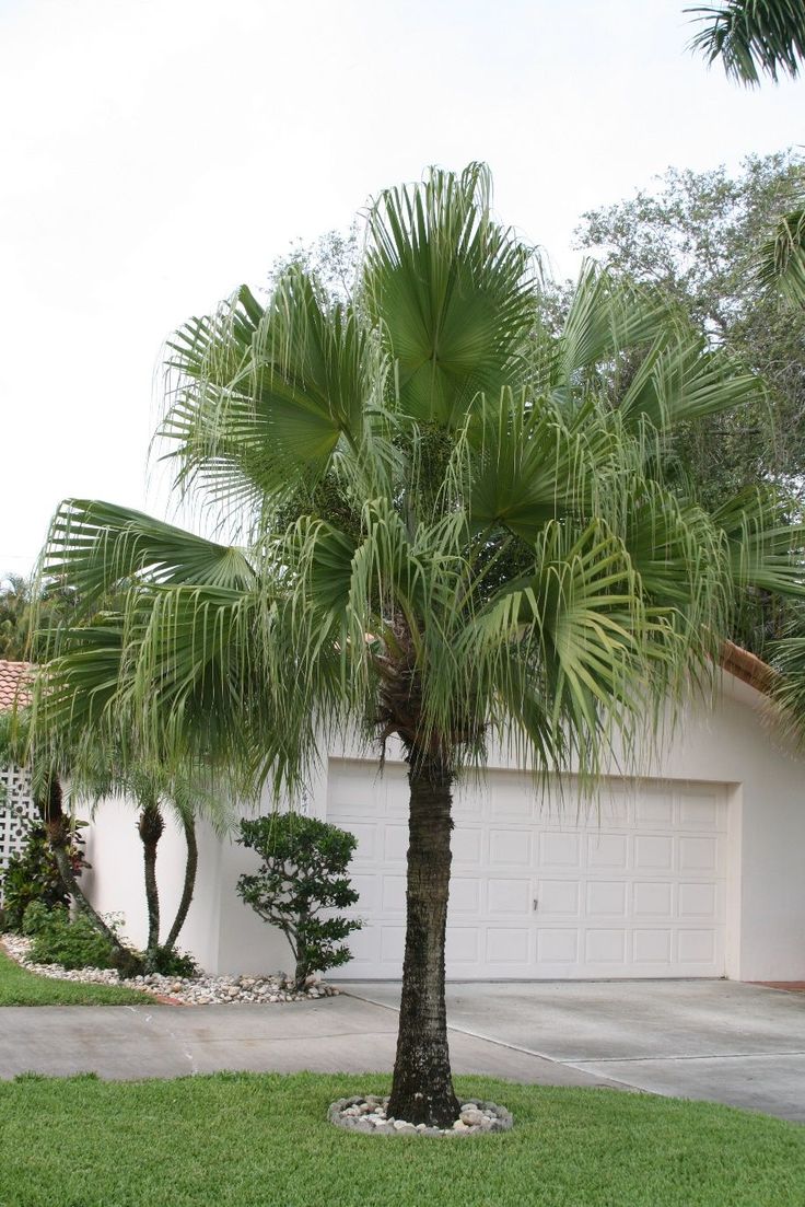 Chinese Fan Palm field example 2
