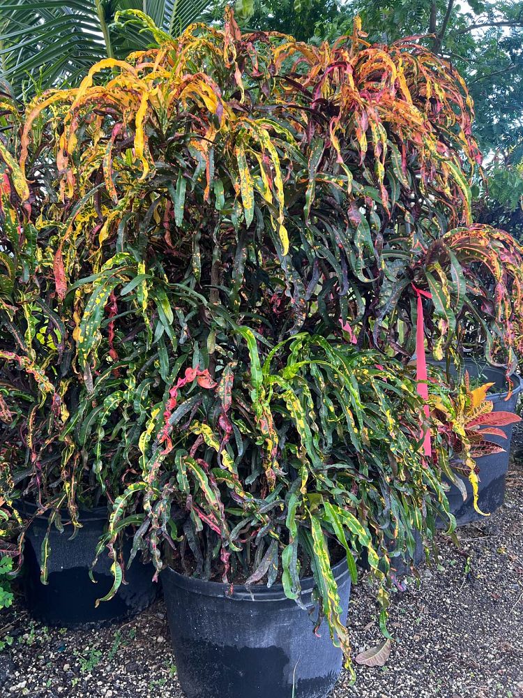 Dreadlocks Croton, Codiaeum variegatum ‘Dreadlocks’
