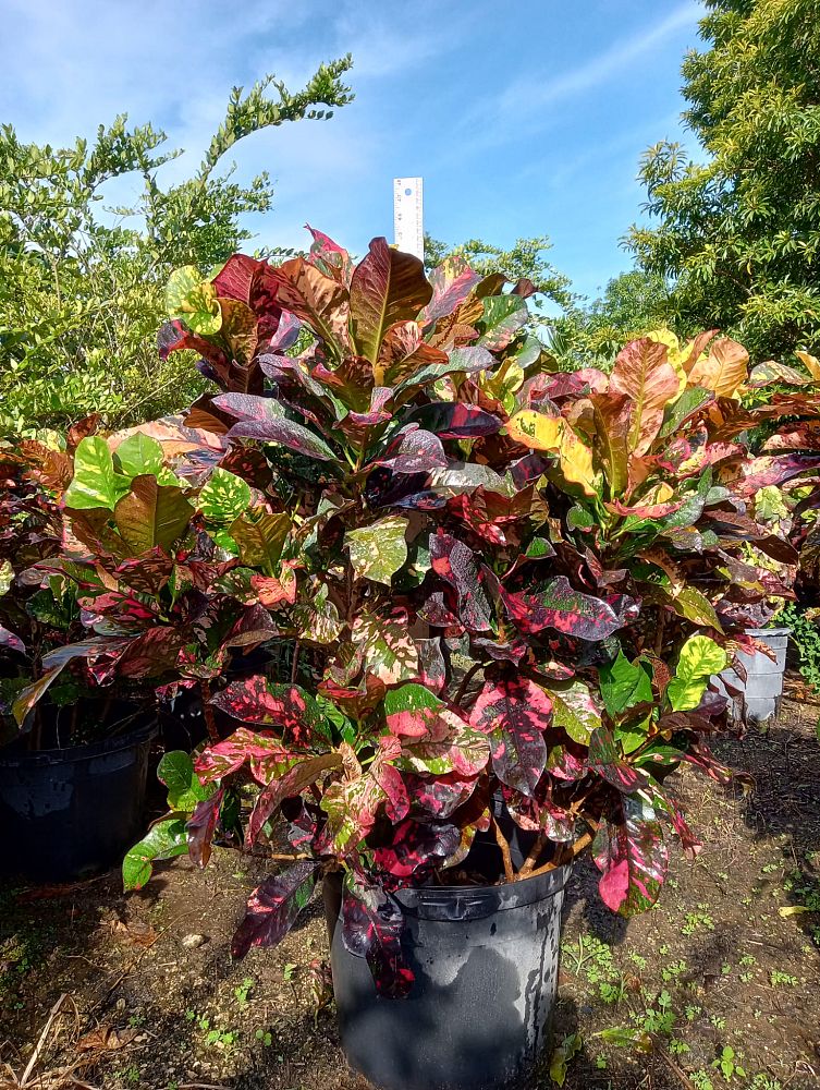 Magnificent Croton