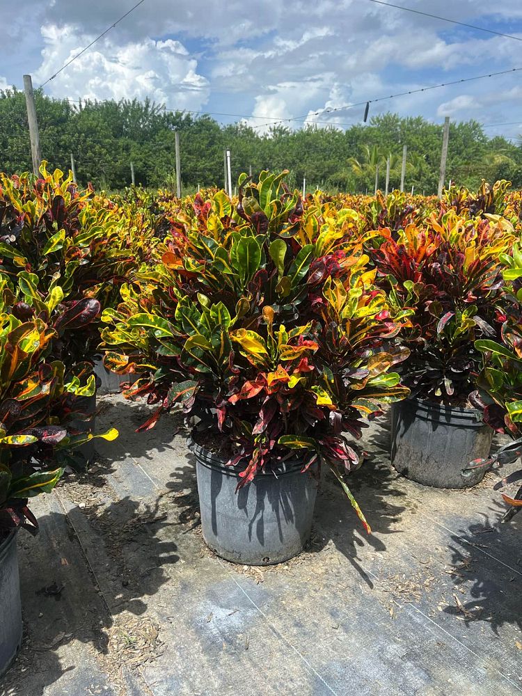 Mammy Croton