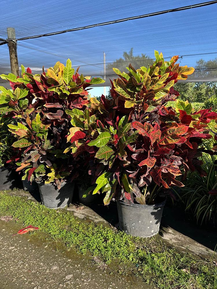 Oakleaf Croton