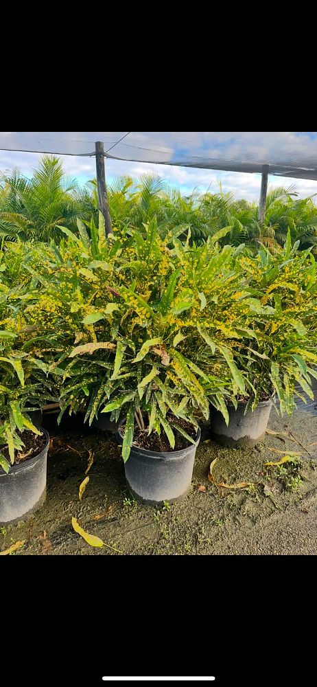 Sloppy Painter Croton, Codiaeum variegatum ‘Sloppy Painter’