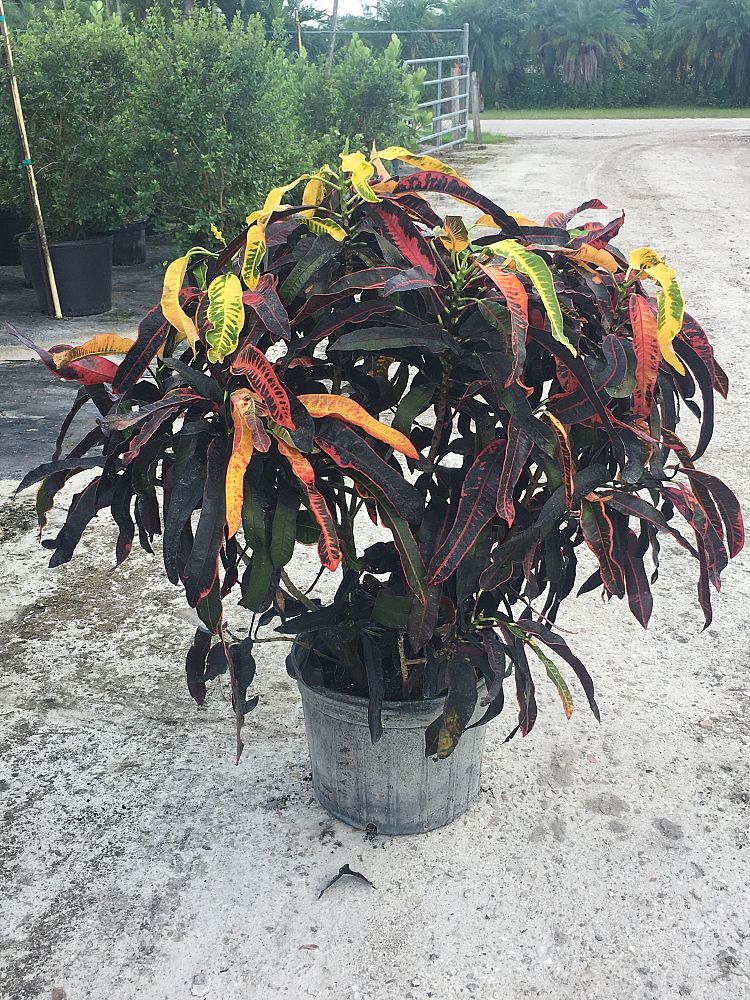 Stoplight Croton, Codiaeum variegatum ‘Stoplight’