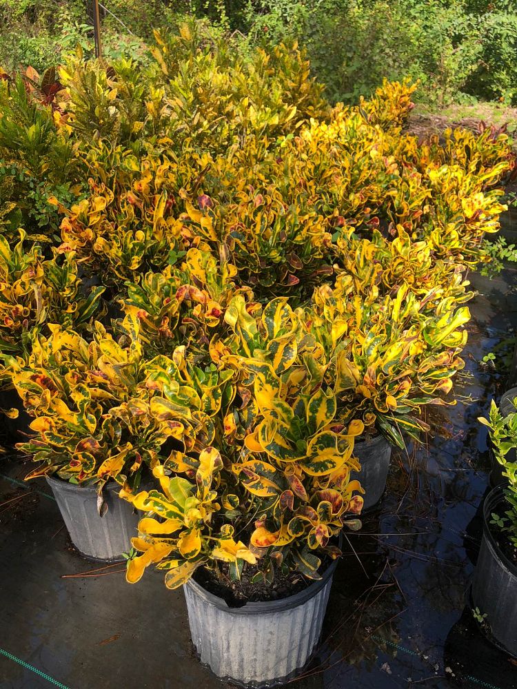 Yellow Mammy Croton, Codiaeum variegatum ‘Yellow Mammy’