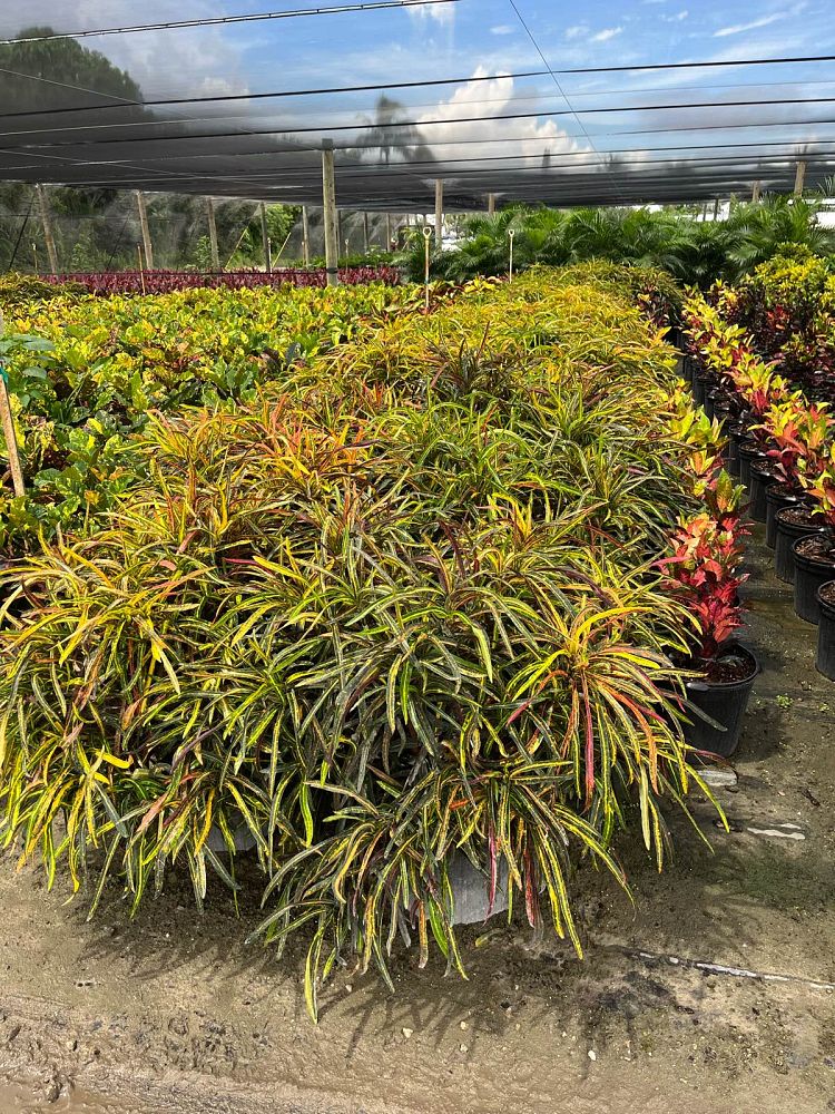 Zanzibar Croton, Codiaeum variegatum ‘Zanzibar’