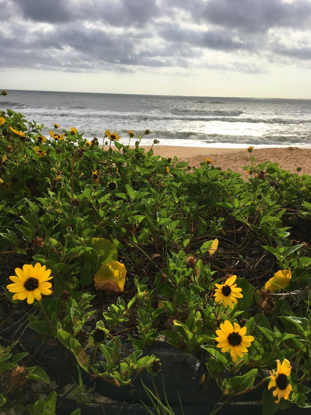 Dune Sunflower, Helianthus debilis