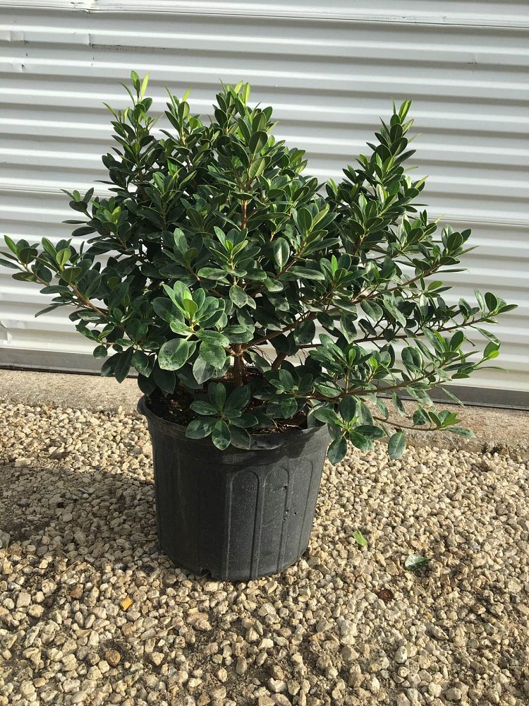 Green Island Ficus