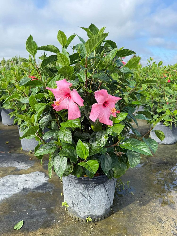 Chinese Hibiscus field example 2