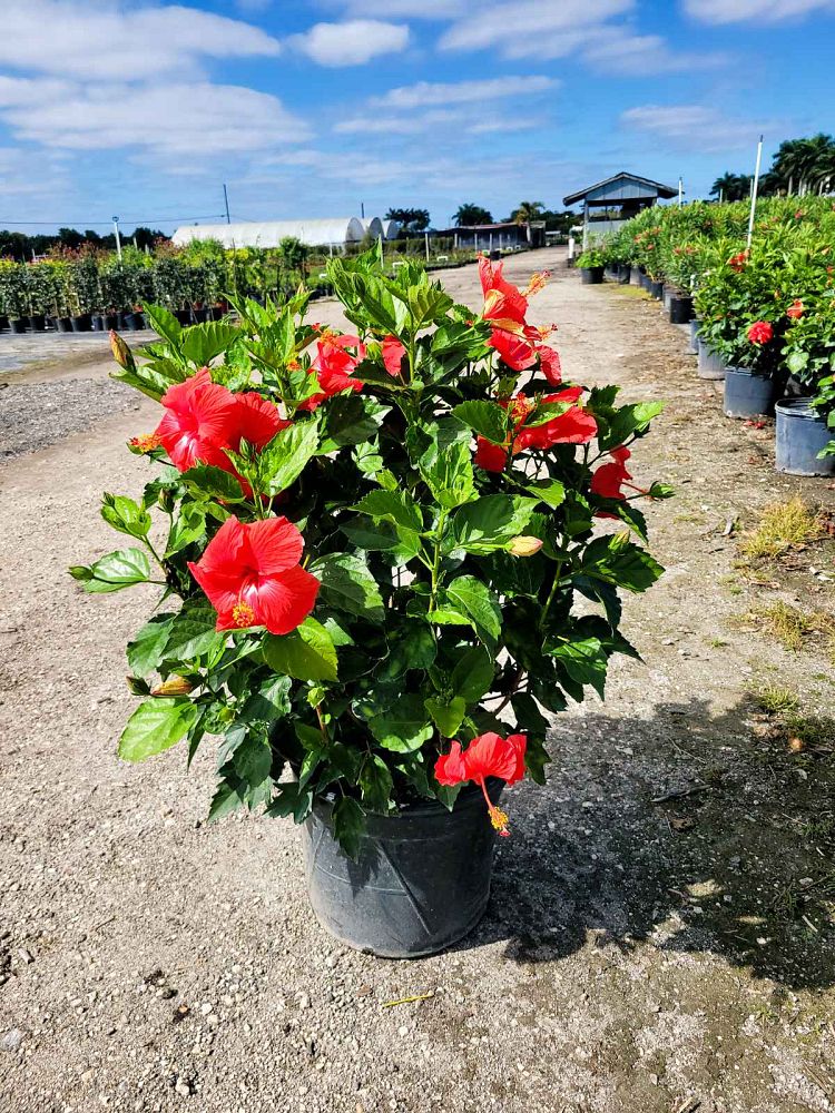 Chinese Hibiscus, Hibiscus rosa-sinensis