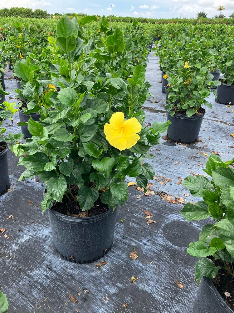 Chinese Hibiscus field example 3