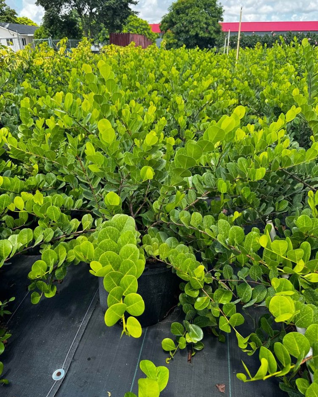 Horizontal Cocoplum