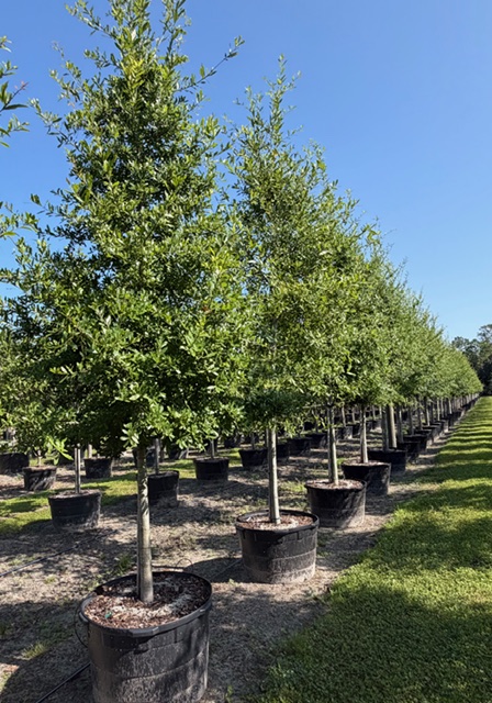 Southern Live Oak field example 1