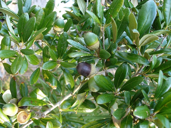 Southern Live Oak field example 3