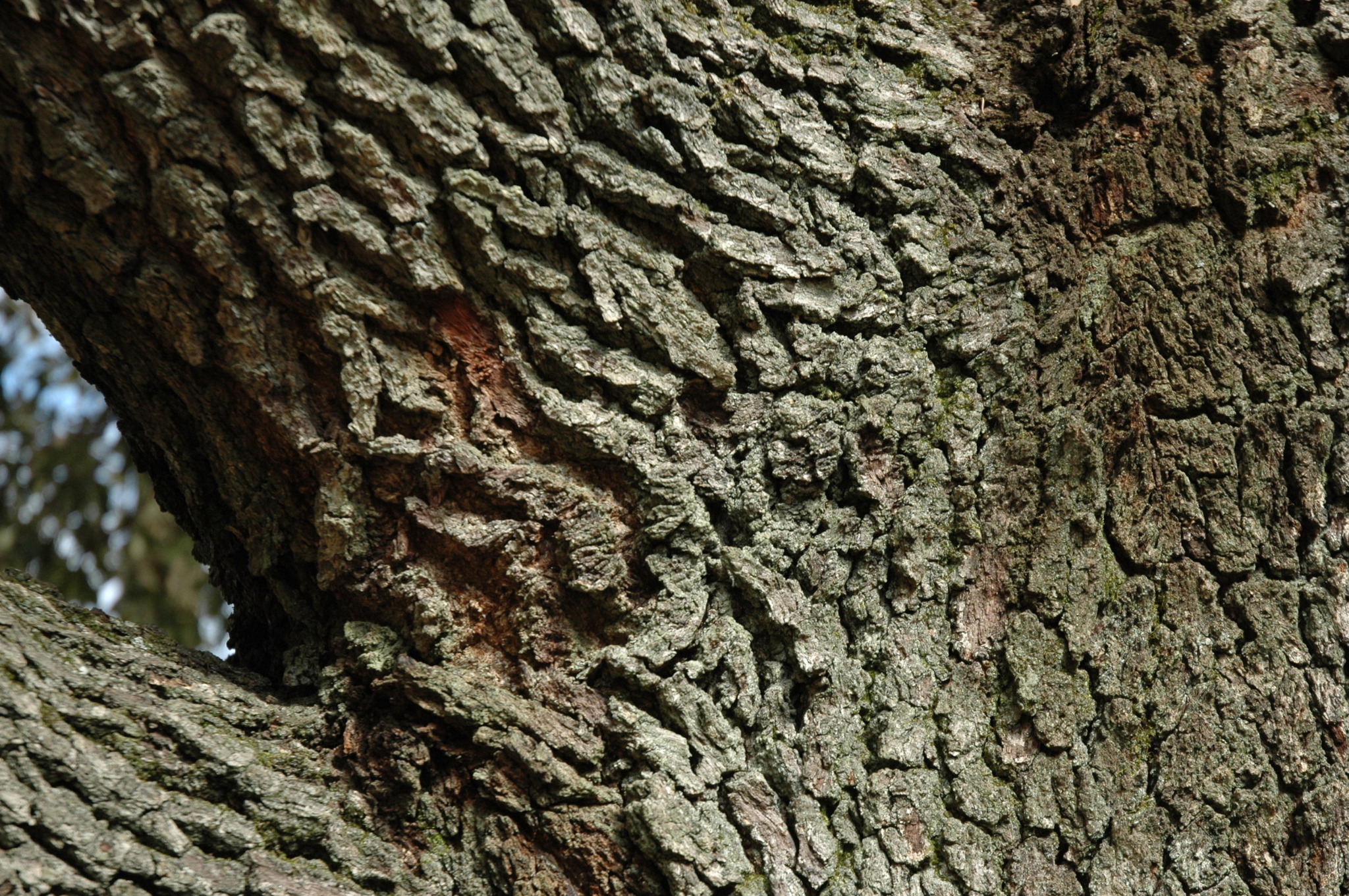 Southern Live Oak field example 4