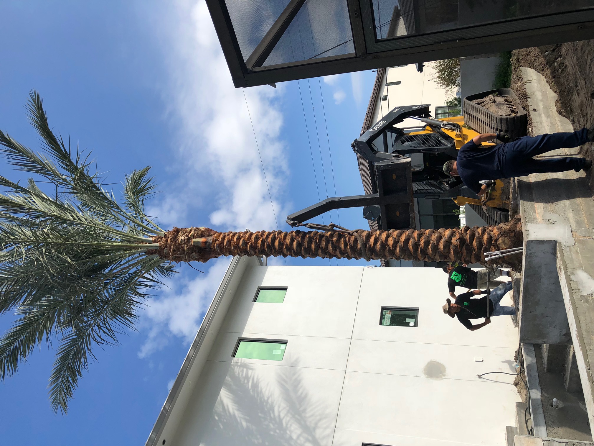 Medjool Date Palm