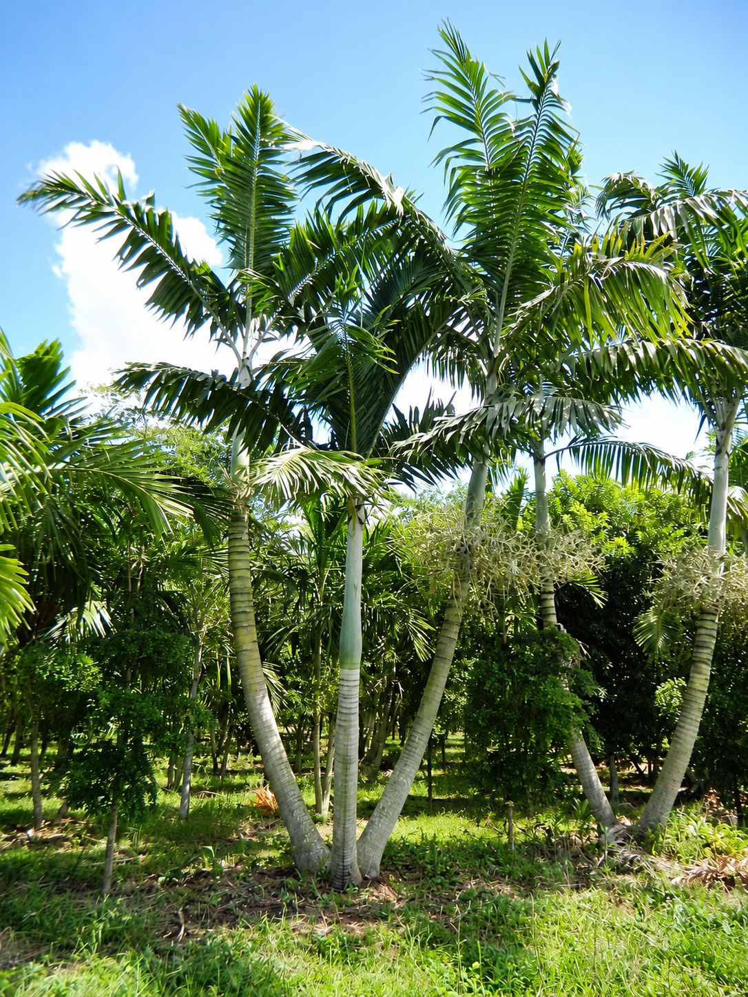 Montgomery Palm landscape example