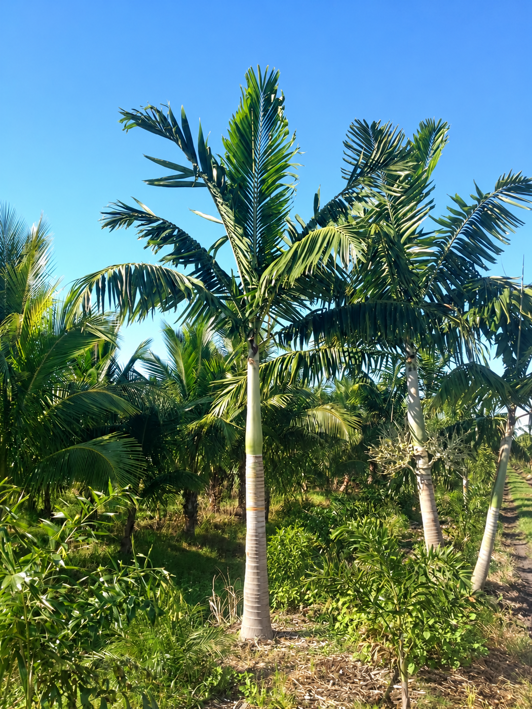 Montgomery Palm field example 2