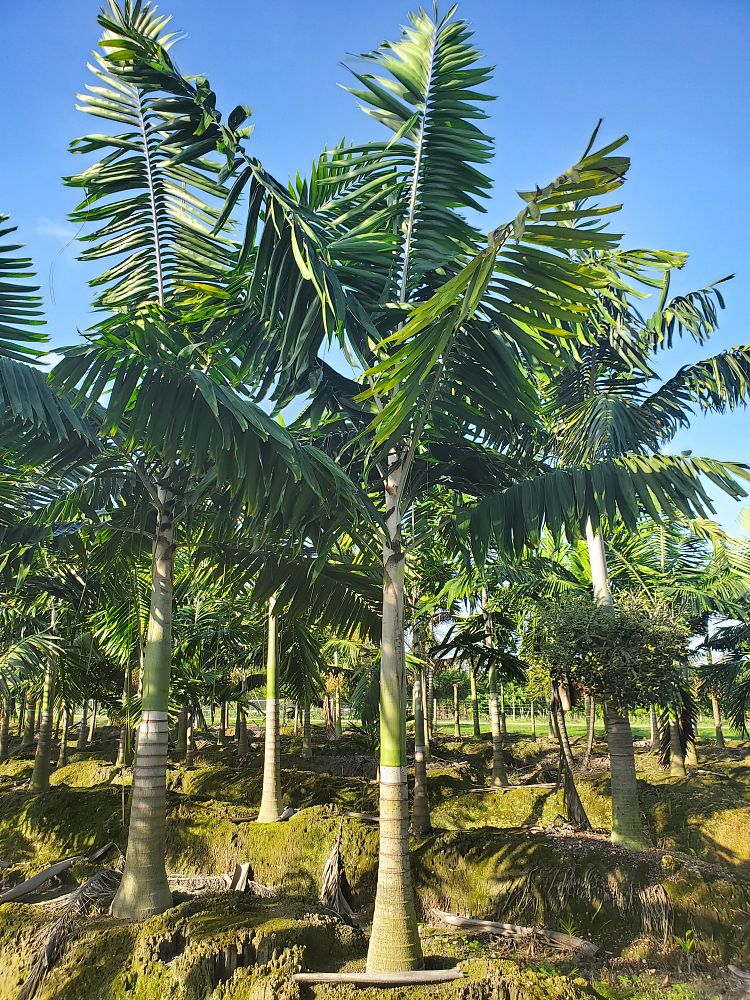 Montgomery Palm, Veitchia arecina