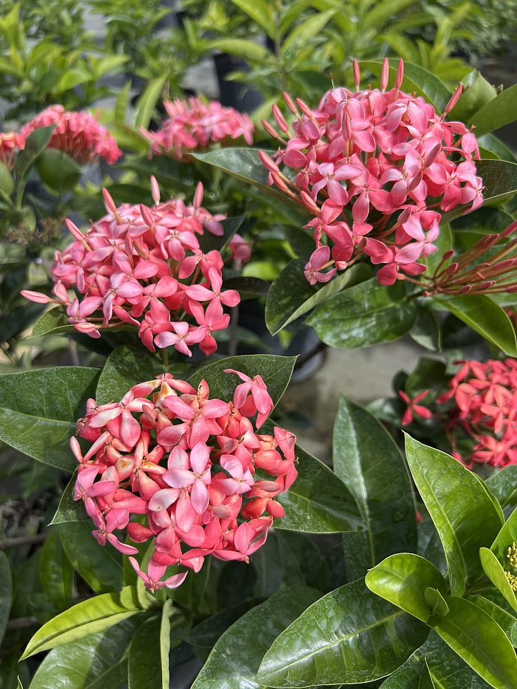 Nora Grant Ixora field example 2