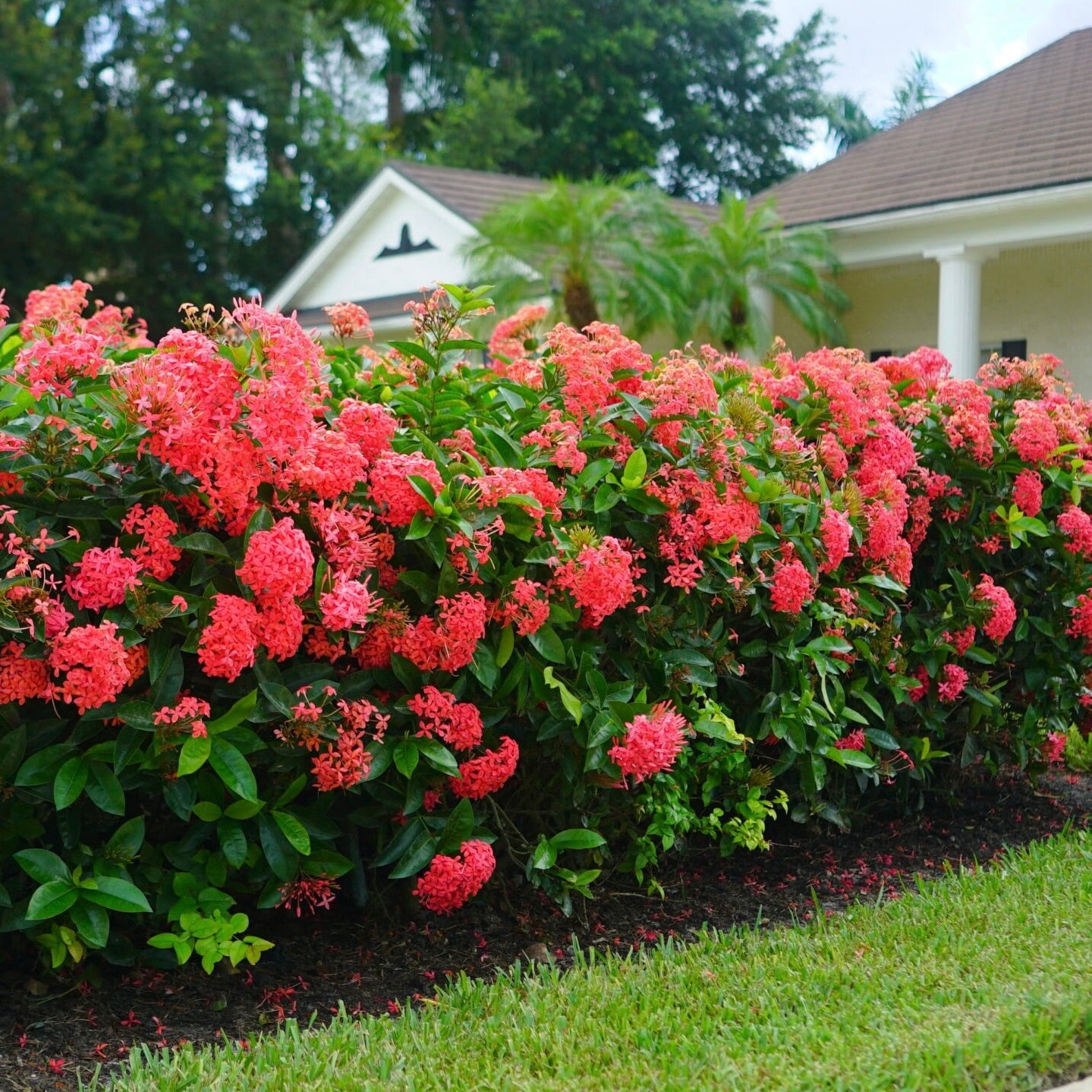 Nora Grant Ixora landscape example