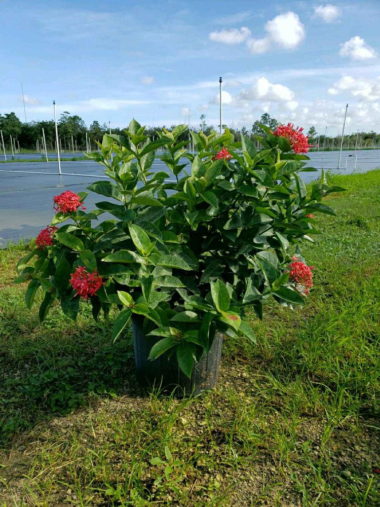 Nora Grant Ixora, Ixora coccinea ‘Nora Grant’