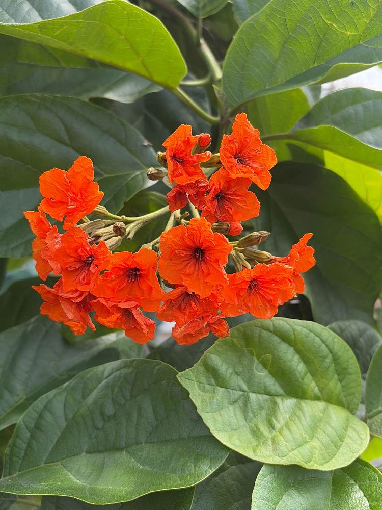 Orange Geiger Tree field example 1