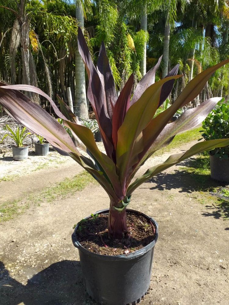 Queen Emma Crinum