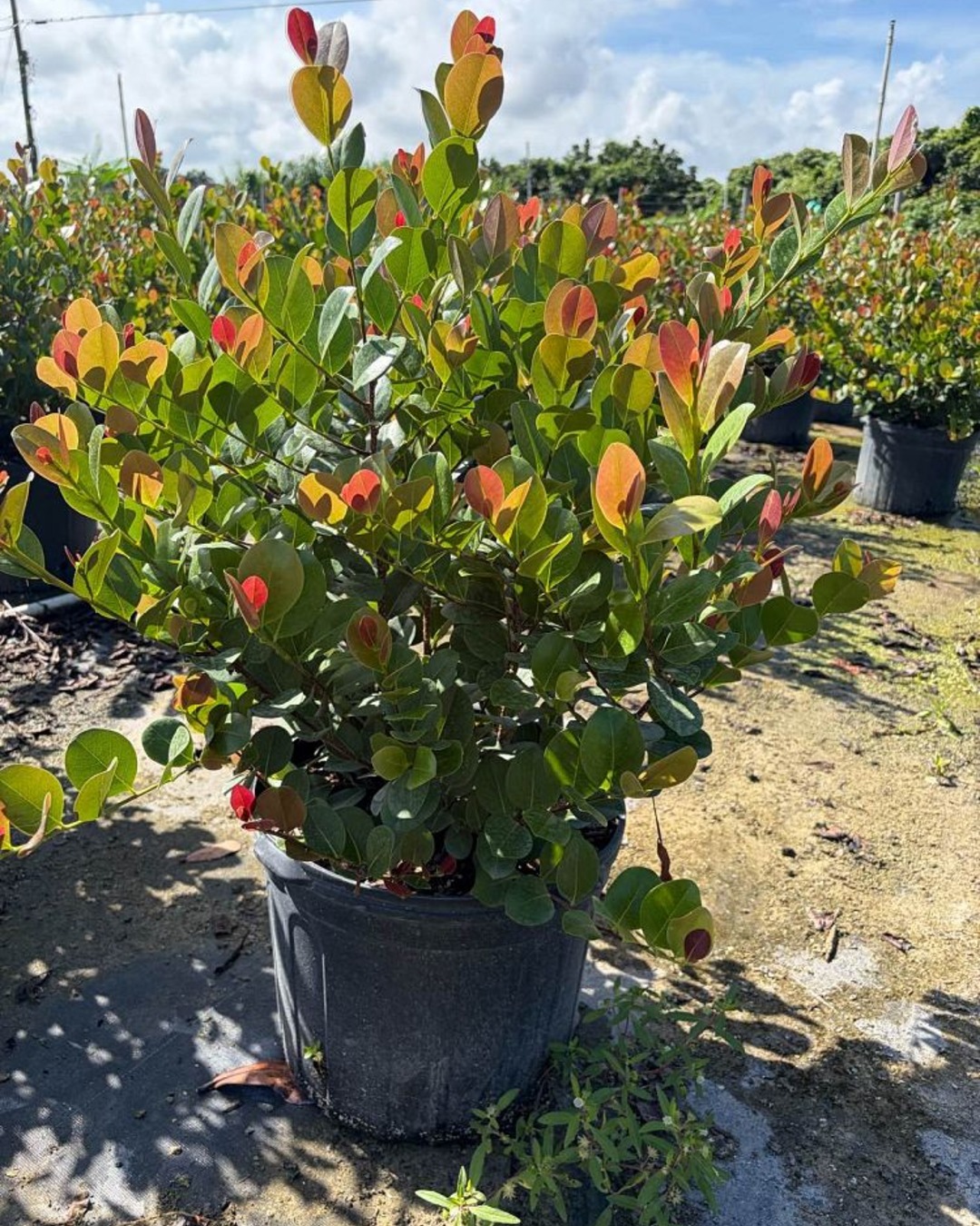 Red Tip Cocoplum, Chrysobalanus icaco ‘Red Tip’
