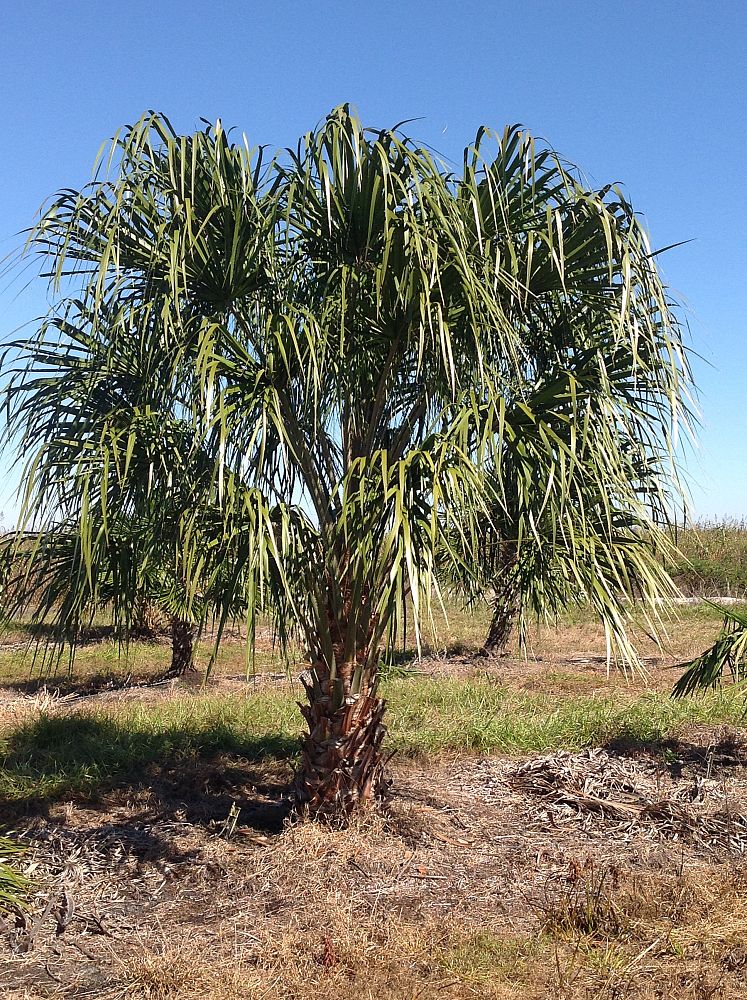 Ribbon Fan Palm field example 1