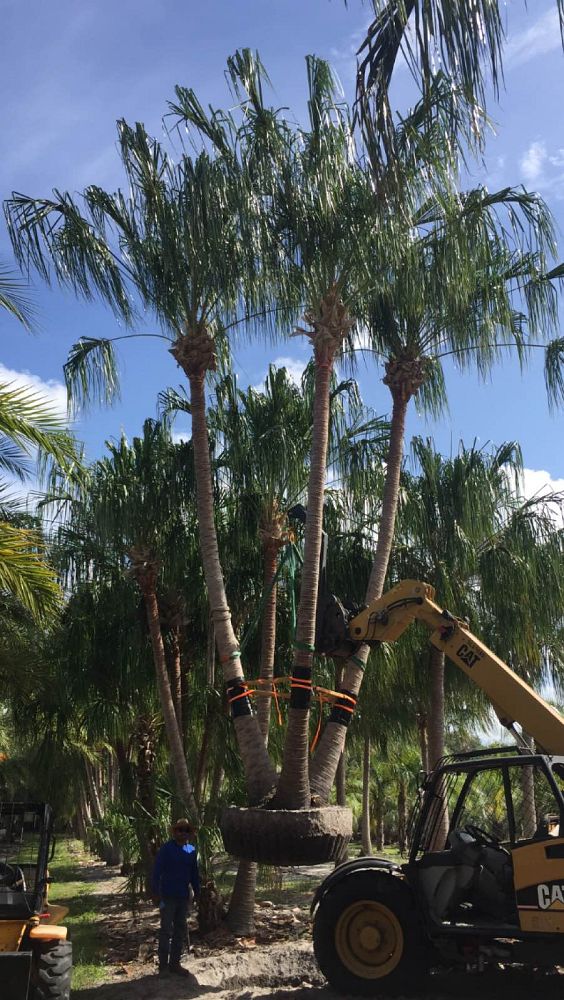 Ribbon Fan Palm field example 2