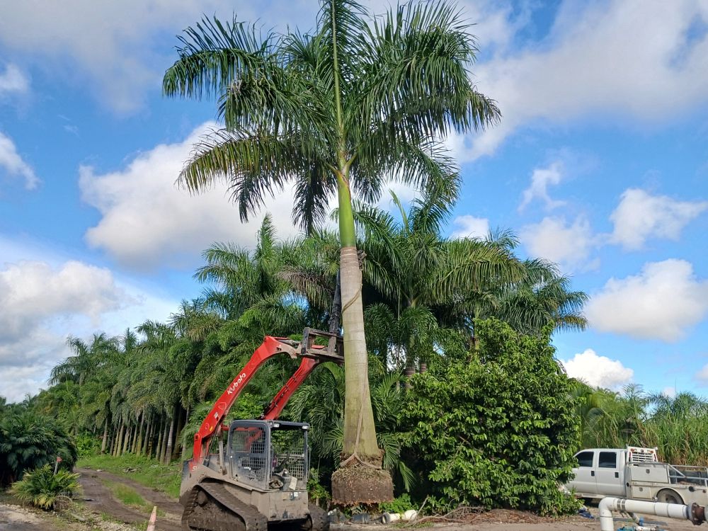 Royal Palm