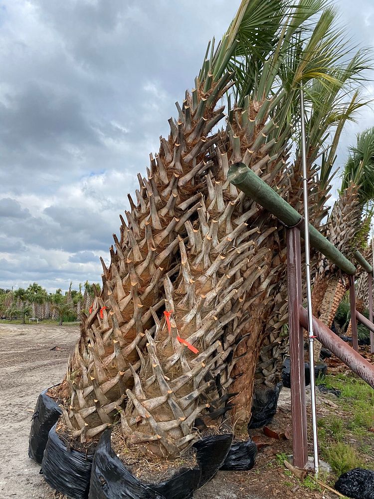 Sabal Palm field example 2