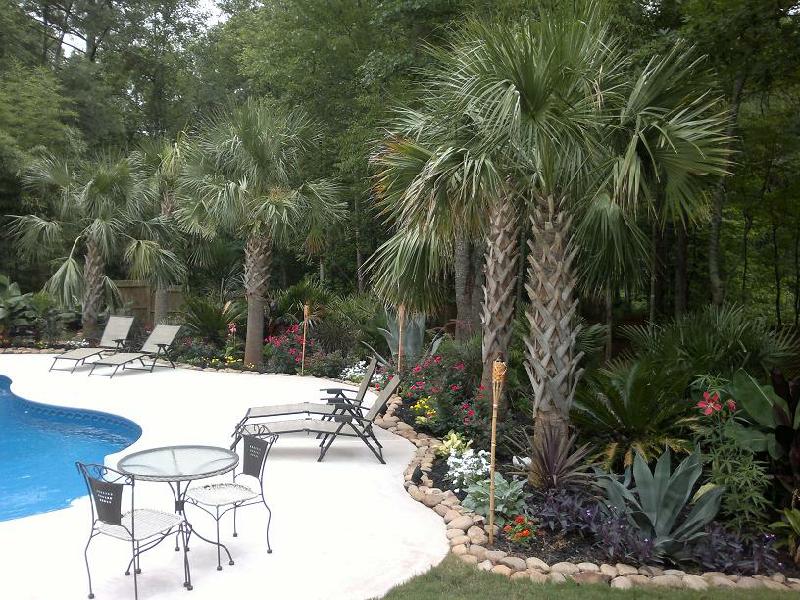 Sabal Palm field example 1