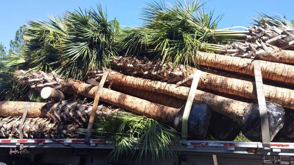 Sabal Palm field example 3