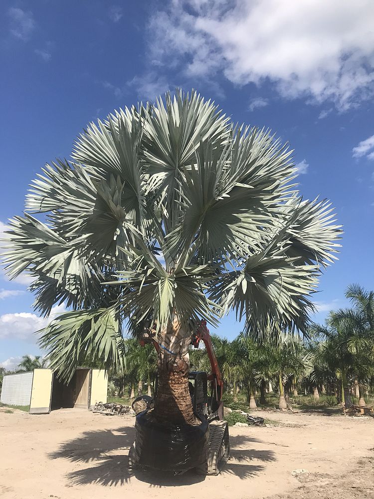 Silver Bismarck Palm landscape example