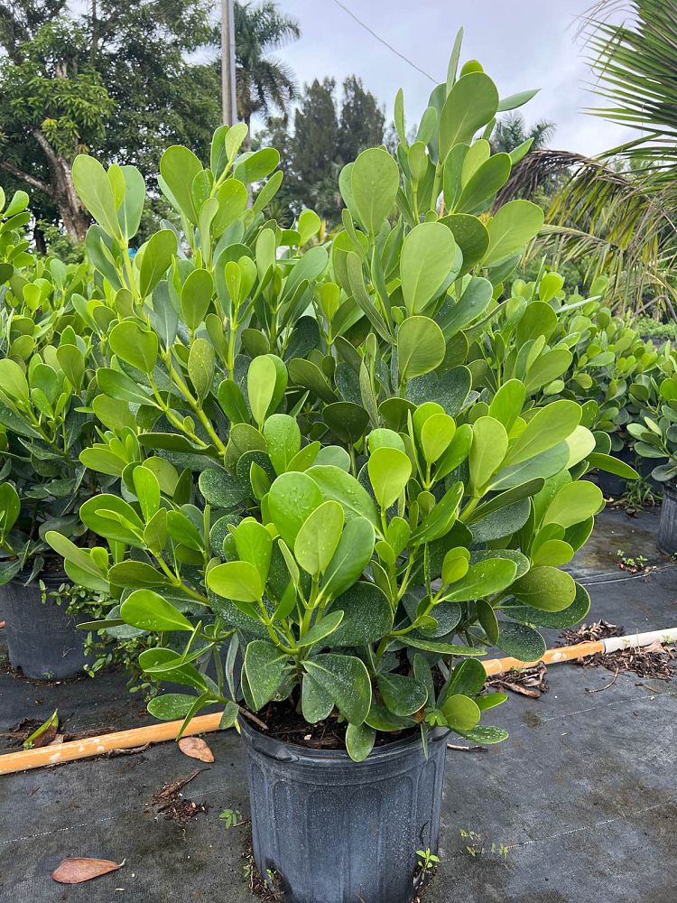 Small-Leaf Clusia, Clusia guttifera