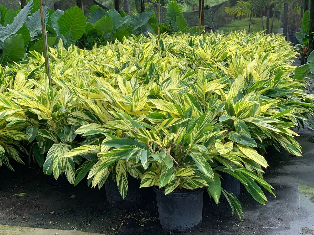 Variegated Shell Ginger landscape example