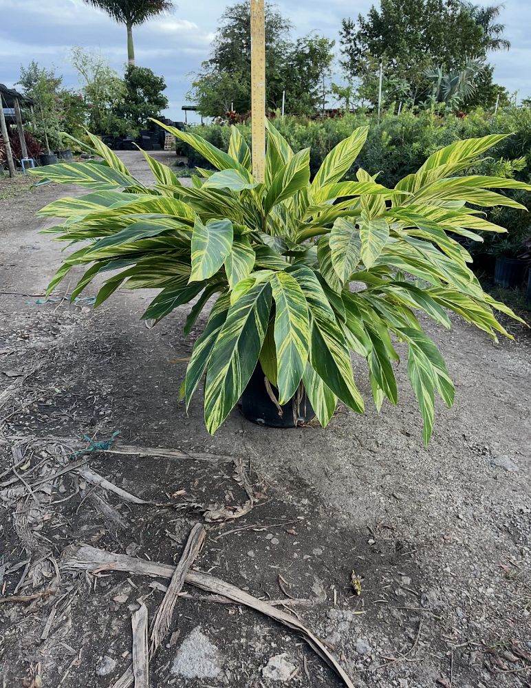 Variegated Shell Ginger field example 3