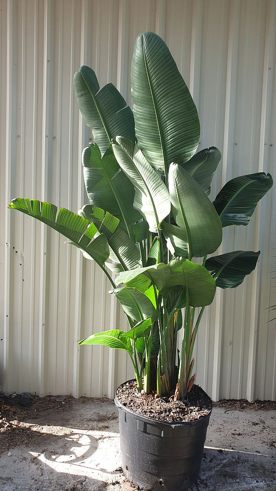 White Bird of Paradise, Strelitzia nicolai