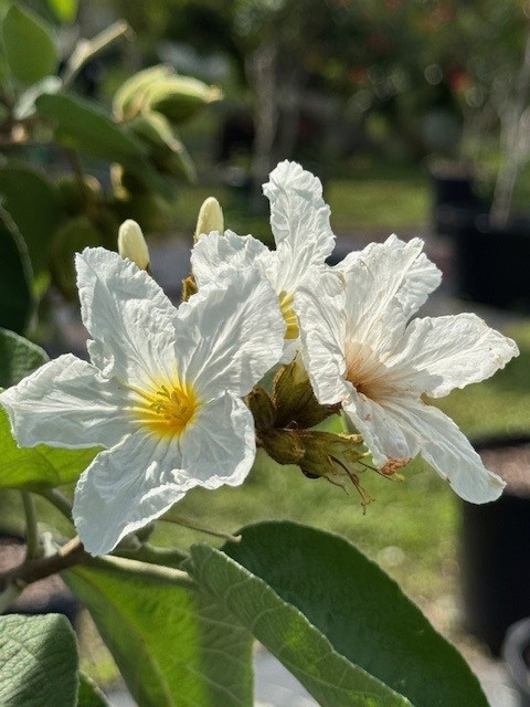 White Geiger Tree field example 1